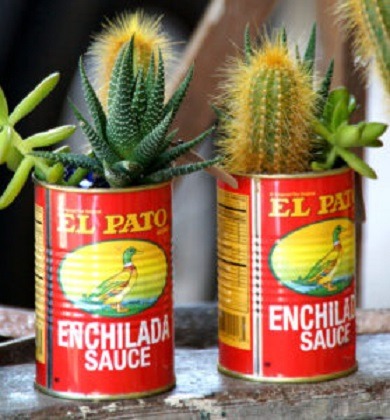 Cacti in Sauce Tins