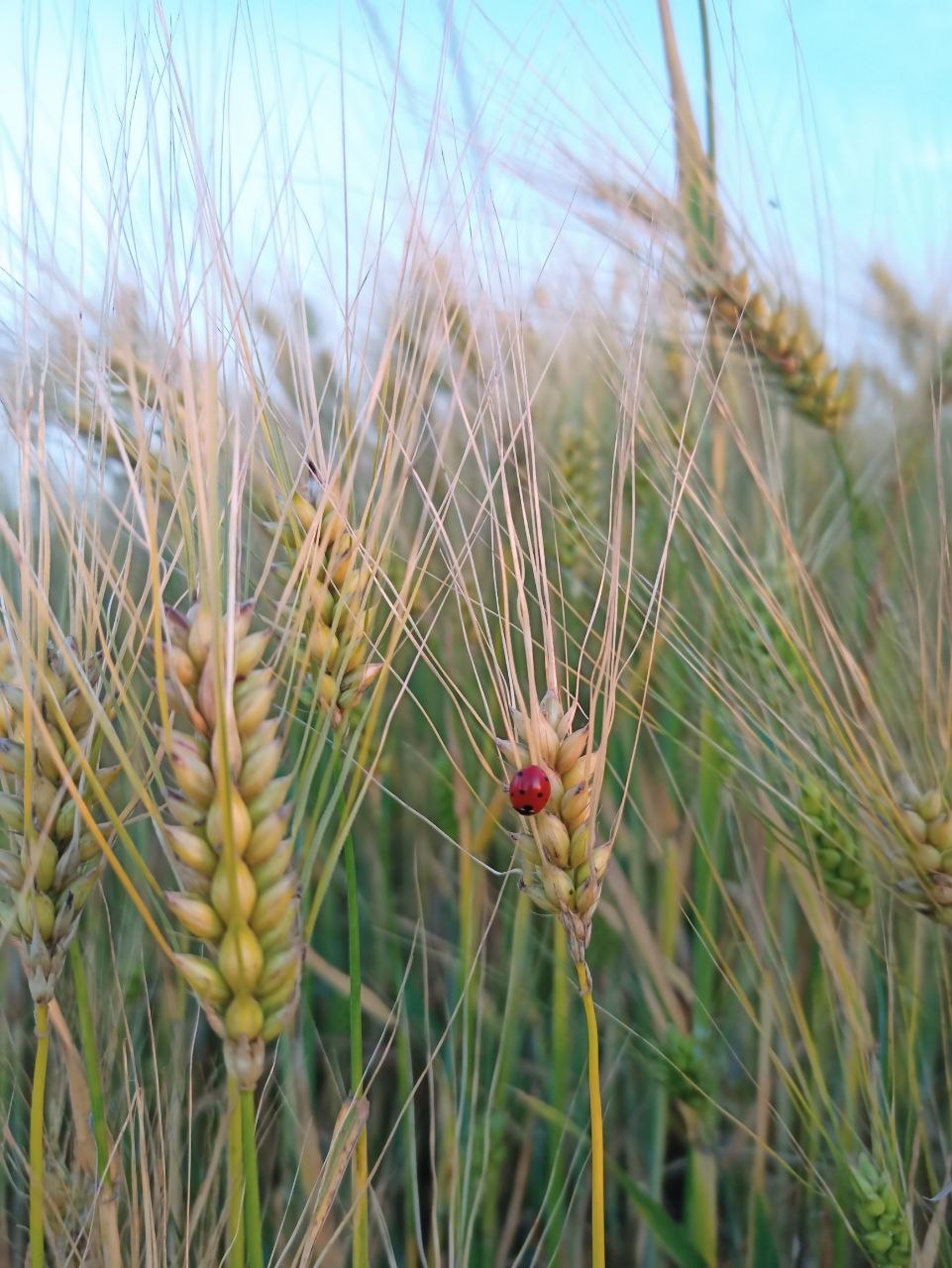 Red ladybug on wheat stalks in field with blue sky