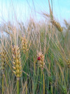 Ladybug on Wheat Stalks