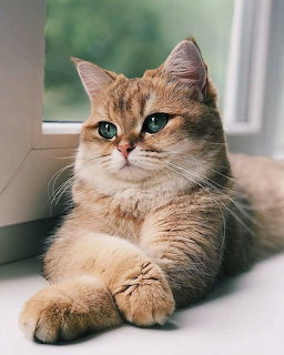 Tabby kitten with blue-green eyes lying by window in natural light