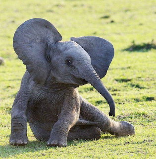 Baby elephant sitting on green grass with ears spread and trunk extended