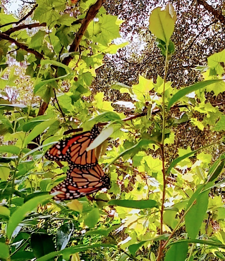 Monarch butterflies with orange and black wings resting among green leaves and tree branches