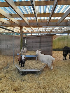 Goats in Farm Pen