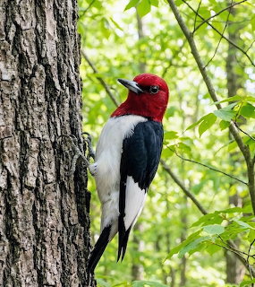 Red-headed woodpecker with white body and black wings clinging to tree bark