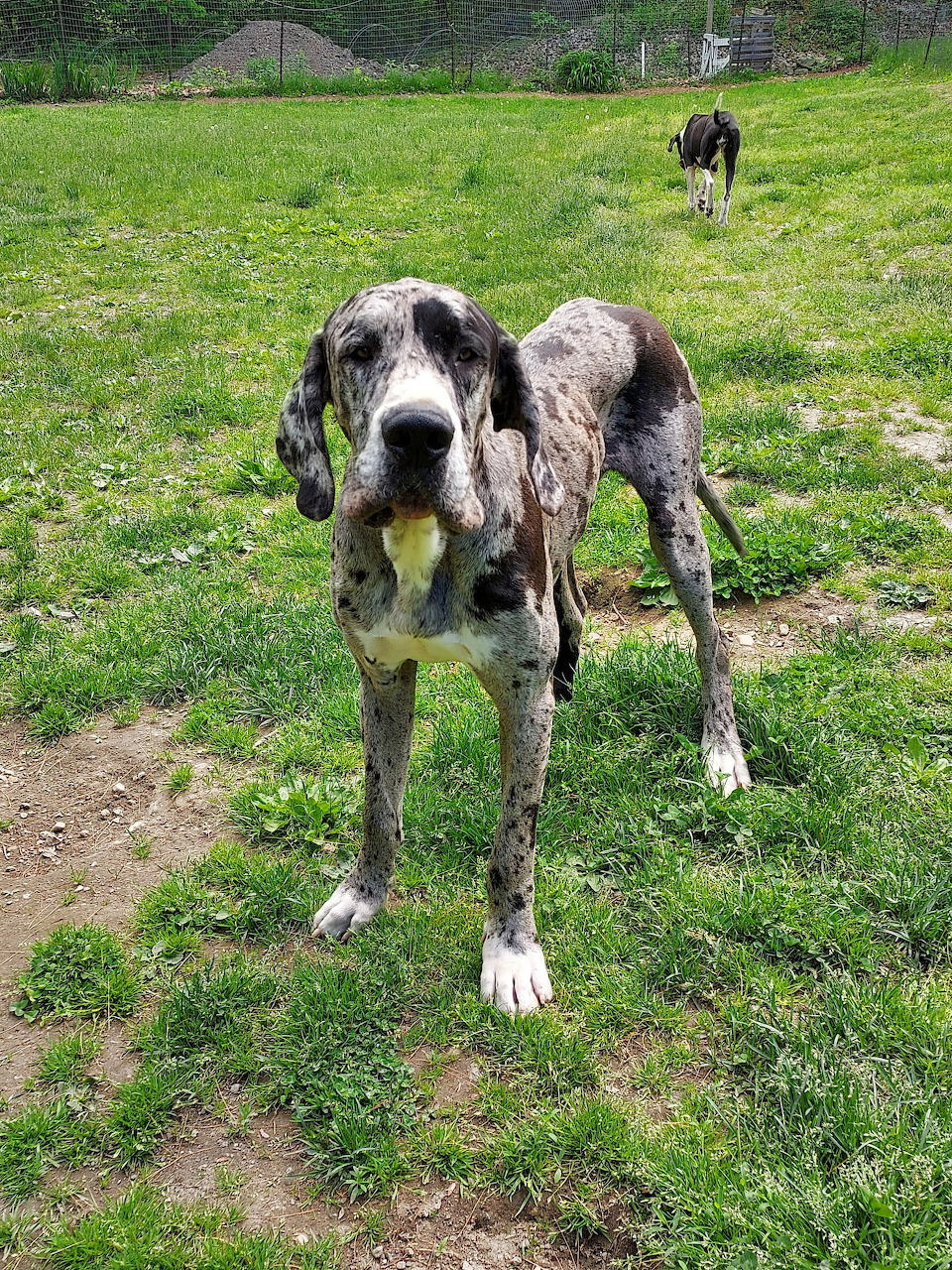 Black and white spotted Great Dane standing in grassy field