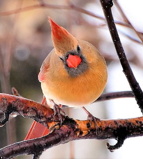 Female northern cardinal with orange-brown plumage and red crest perched on a bare winter branch