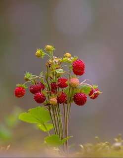 Cluster of ripe red wild strawberries with green leaves against a blurred background
