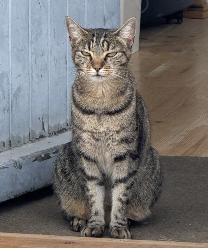 Tabby cat with green eyes sitting on floor looking at camera