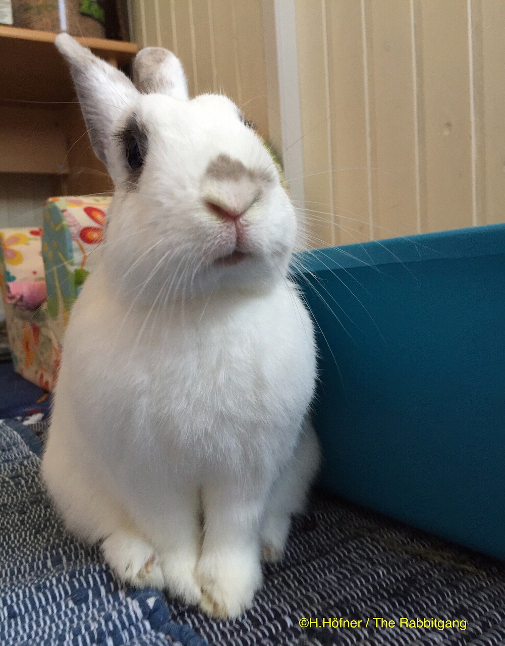 White rabbit sitting on a carpet next to a blue cushion indoors