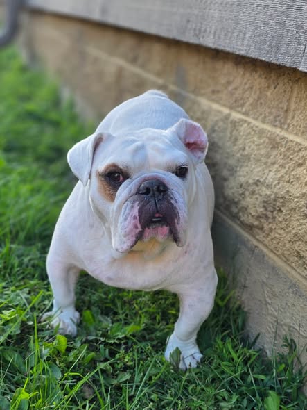 White bulldog standing on grass beside a weathered wooden wall.
