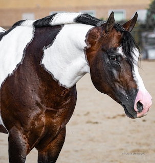 Close-up of a brown and white pinto horse with a pink nose in a sandy outdoor arena