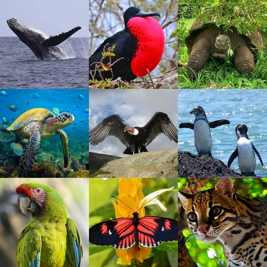Wildlife Animals Collage
