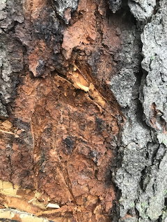 Close-up photo of pine tree bark with peling layers revealing reddish-brown inner wood