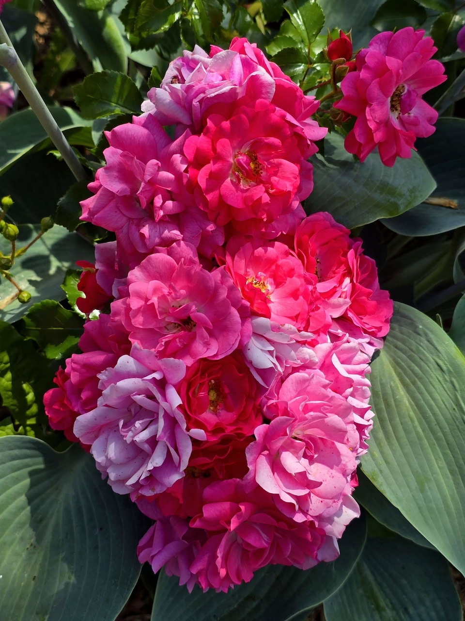 Close-up of bright pink roses with ruffled petals and green leaves
