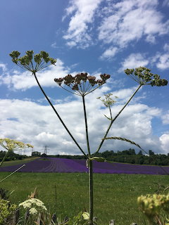 Lavender Field Wildflowers