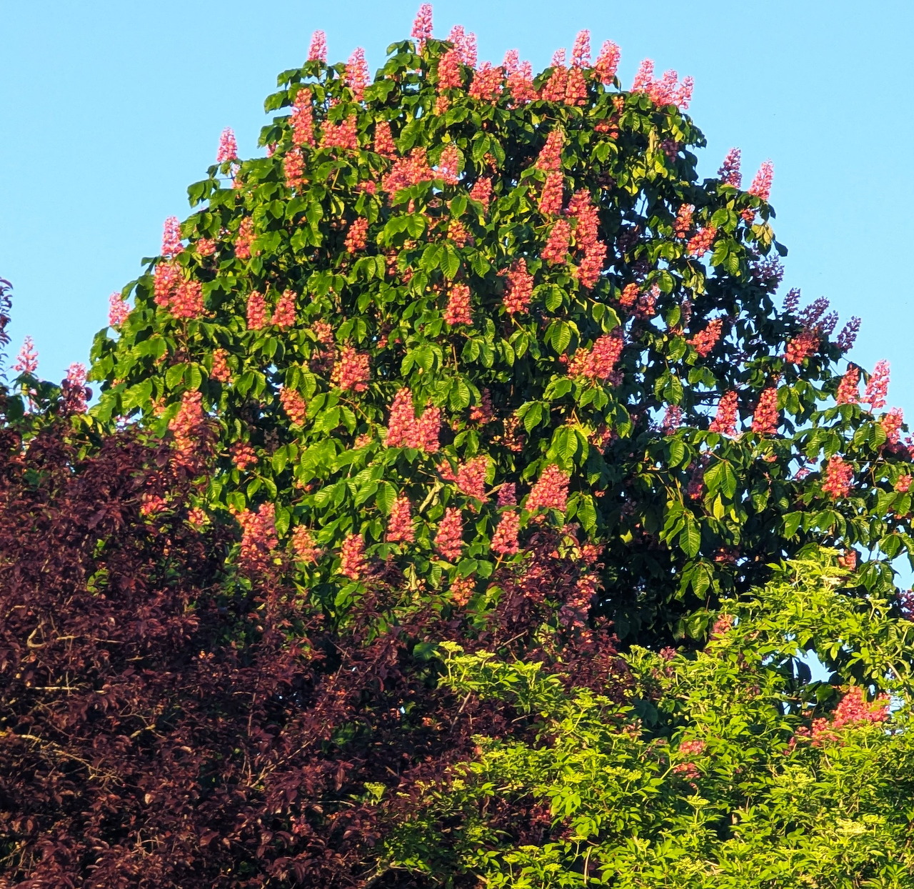 Flowering Chestnut Tree