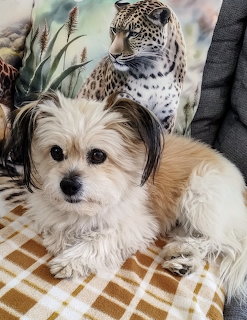 Small tan and white dog lying on yellow plaid cushion with leopard print pillow behind