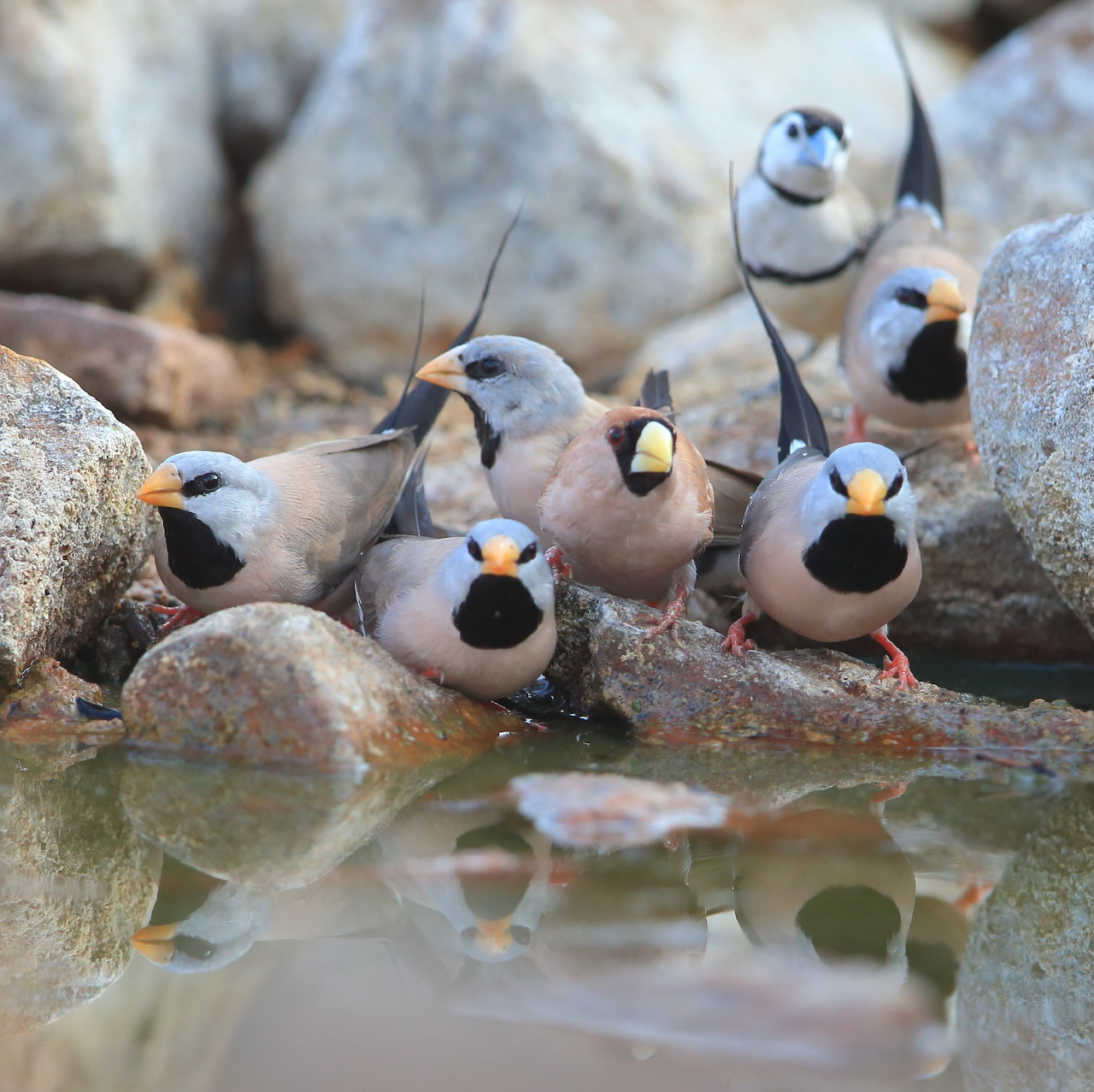 Six finches standing among rocks beside shallow water with faint reflections