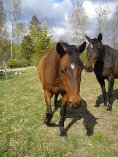 Two Horses in Field