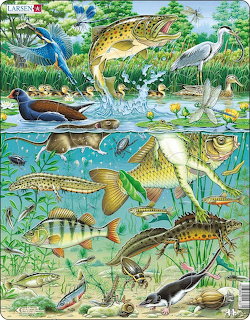 Detailed illustration of a pond ecosystem with fish swimming underwater, frogs, birds, and plants above and below the surface
