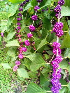 French Mulberry Beauty Berry