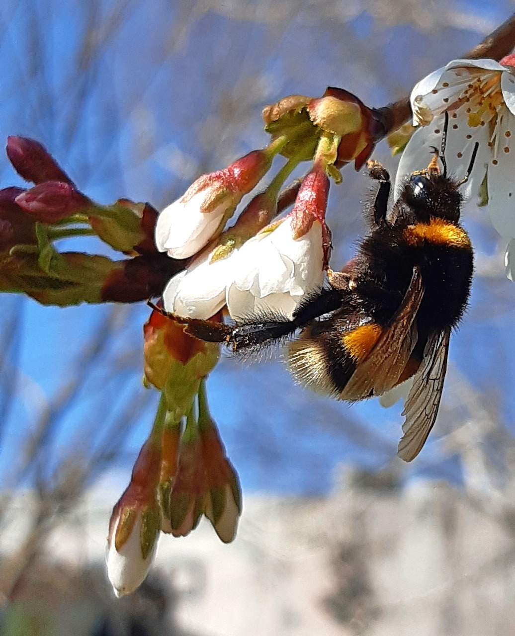 Bumblebee on Blossom