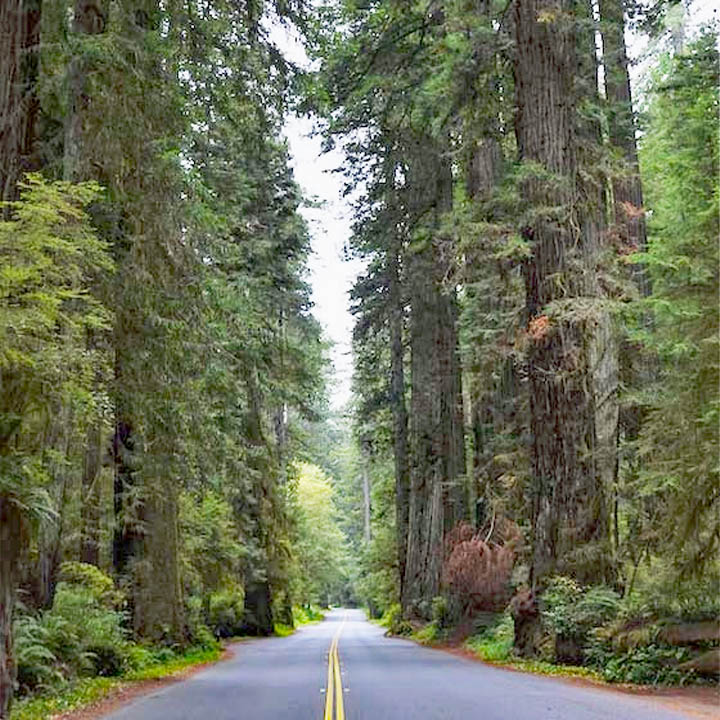 Forest Road