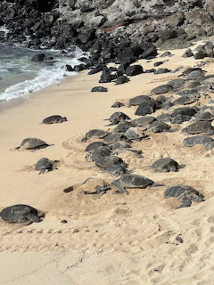 Many sea turtles resting on sandy beach with ocean waves and dark volcanic rocks
