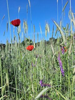 Red poppies and purple wildflowers growing in a green wheat field against blue sky