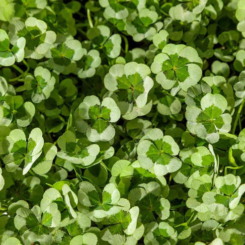 Dense close-up view of green clover leaves covering the ground