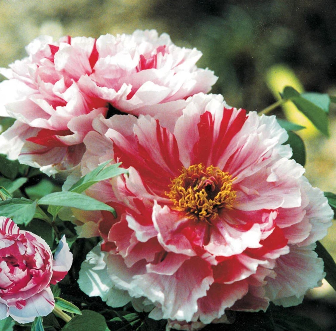 Pink and white peony flowers with ruffled petals and yellow stamens in a garden