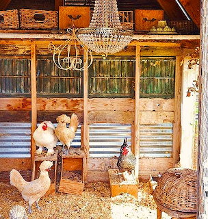 Chickens in rustic henhouse with crystal chandelier and vintage wooden doors