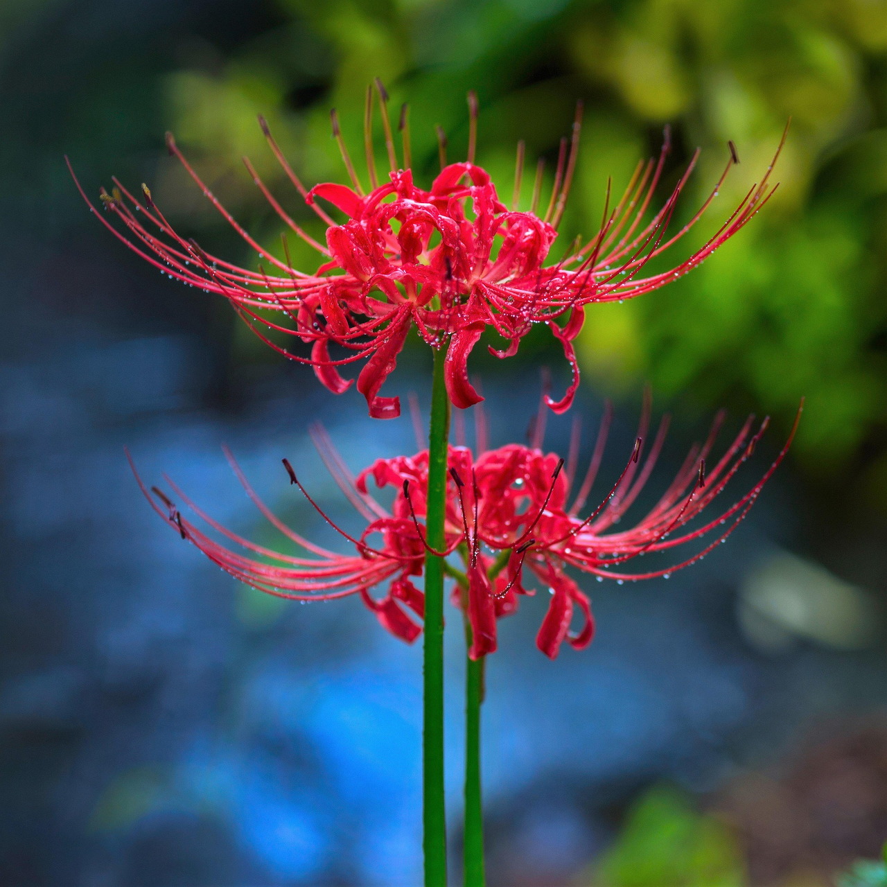 Two red spider lily blooms with long curved stamens on green stems against blurred background
