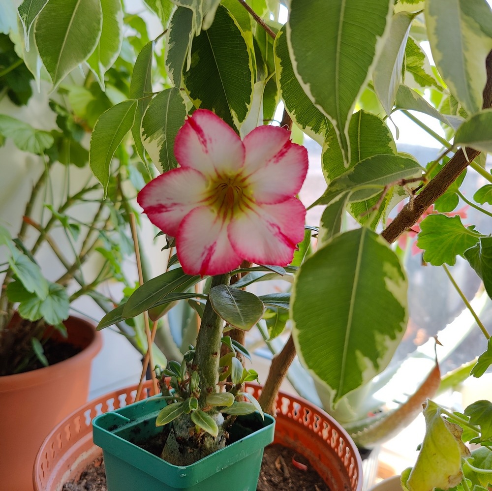 Desert Rose Flower Plant