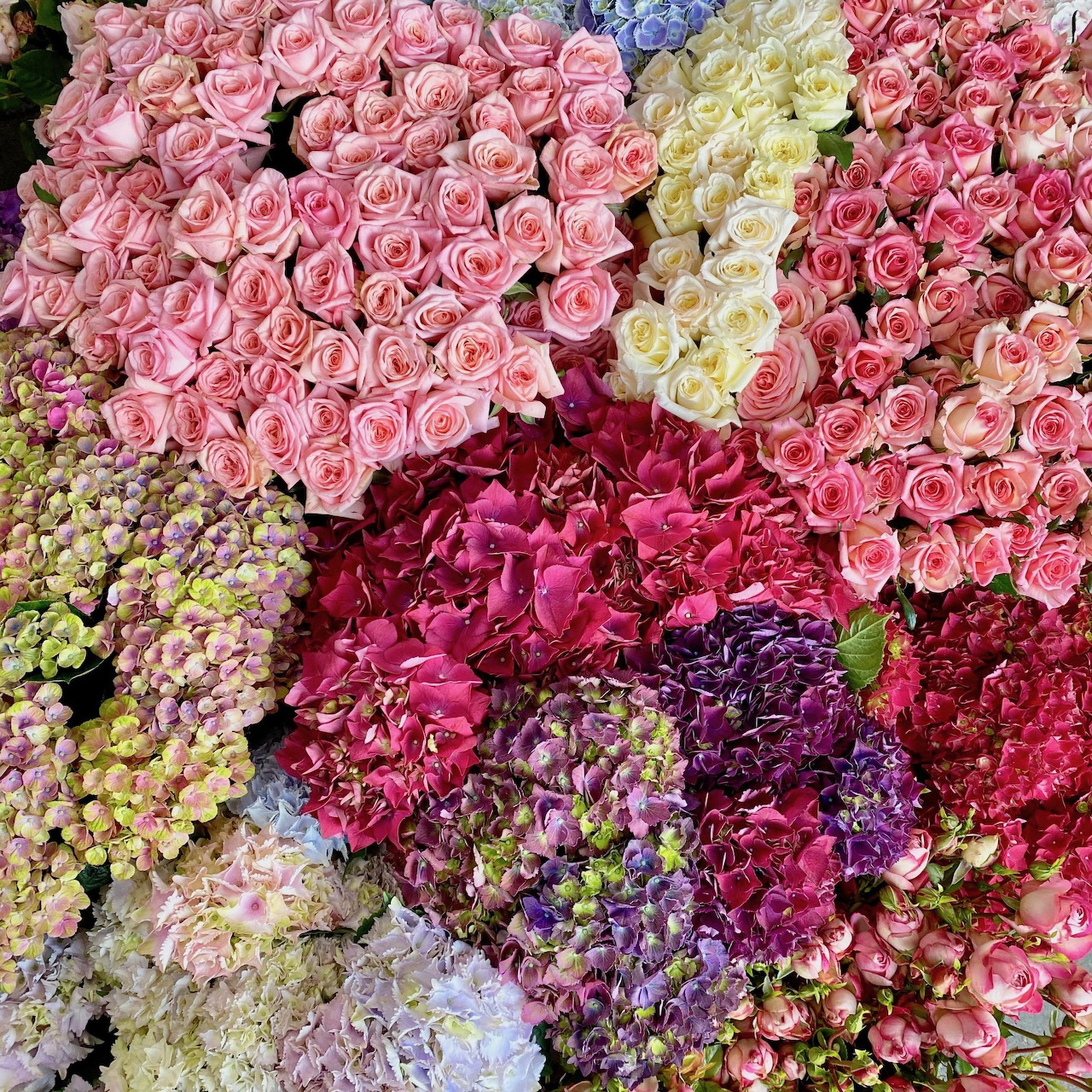 Dense display of pink and white roses with purple and green hydrangeas filling the frame
