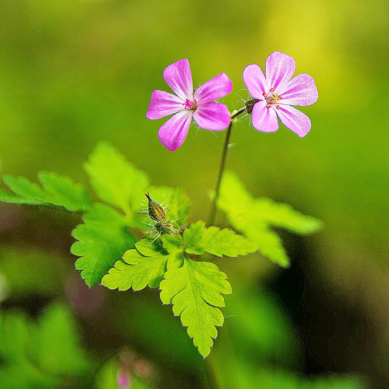 Pink Woodland Flowers