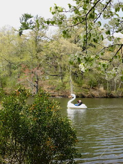 Swan Boat on Lake