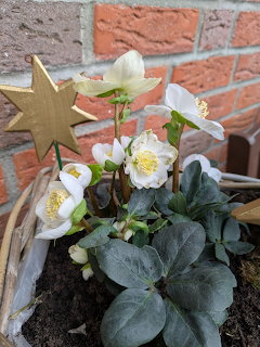 White hellebore flowers with yellow centers in a terracotta pot against brick wall