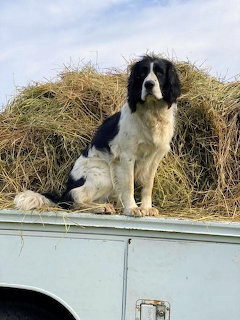 Black and white dog sitting on old truck bed with hay bales behind