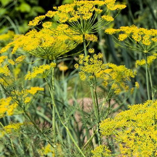 Close-up of yellow dill flowers on tall green stems in a garden