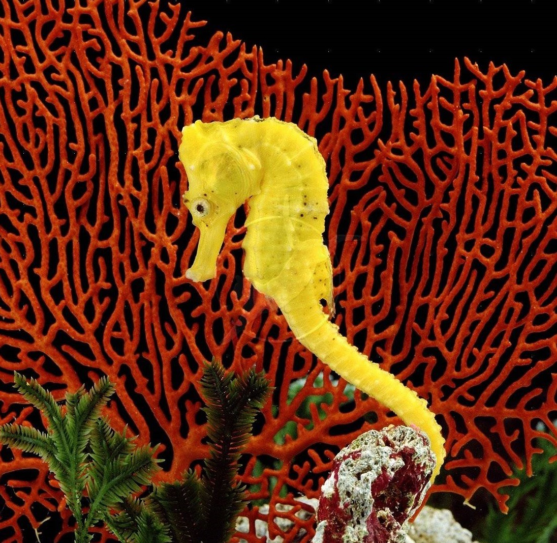 Yellow seahorse against red sea fan coral underwater