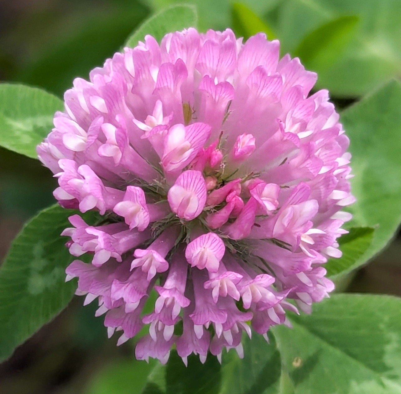 Close-up of a round pink clover blossom with green leaves