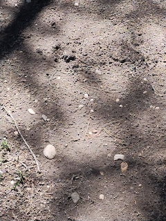 Dry Ground With Rocks
