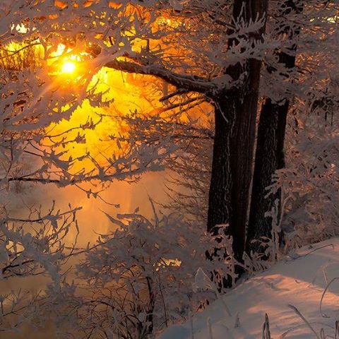 Sun rising behind snowy frost-covered trees with golden light reflecting on water in winter