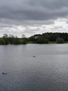 Overcast lake scene with ducks on the water and tree-lined shores in the distance