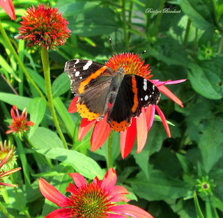 Red Admiral Butterfly