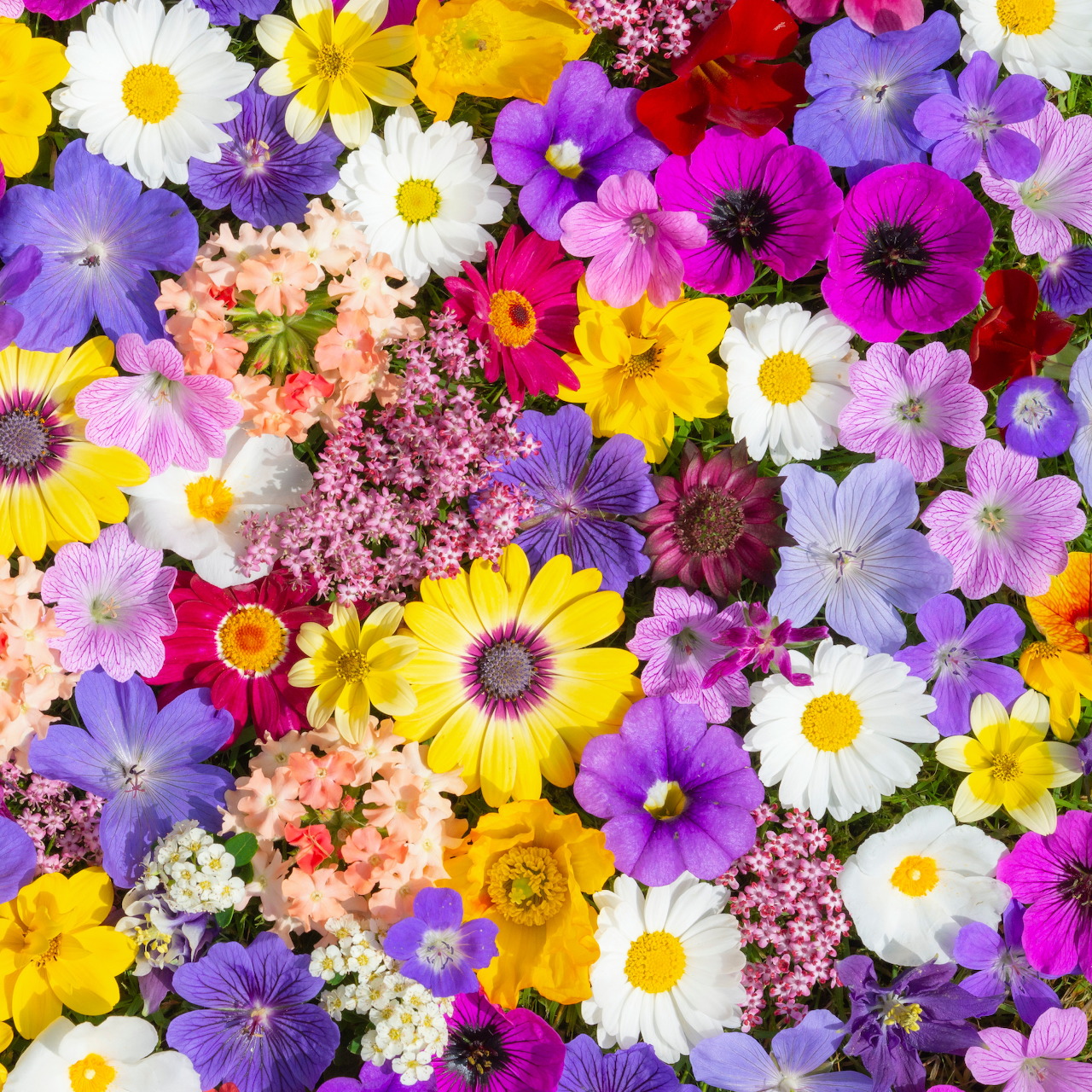 Colorful Flower Collage