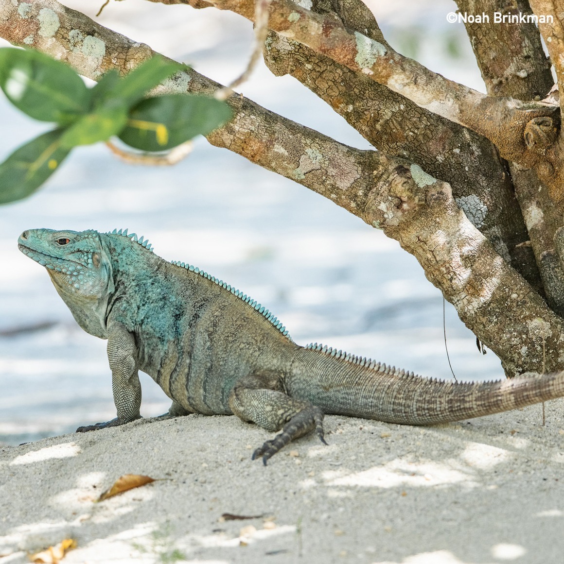Blue iguana sitting on sand under a tree branch