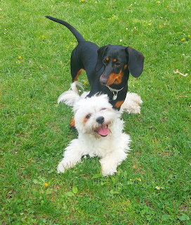 Two Dogs Playing on Grass