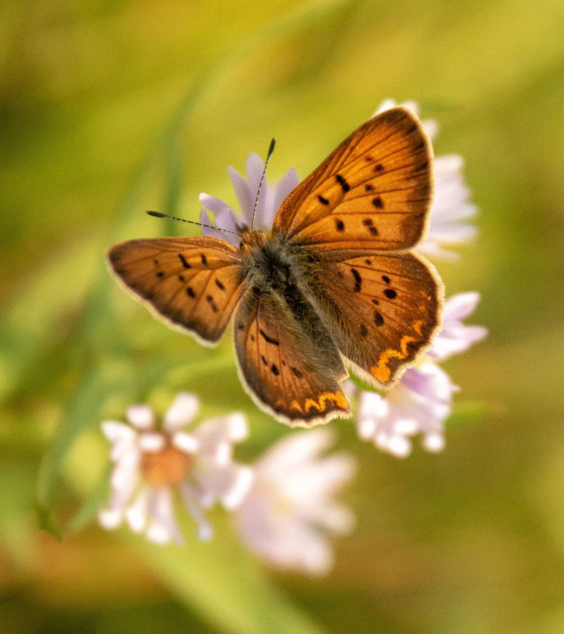 Butterfly perched on a flower in a summer garden